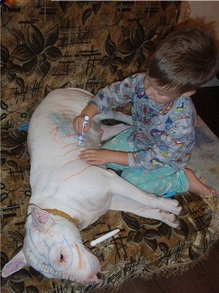 ...бультерьеры и дети